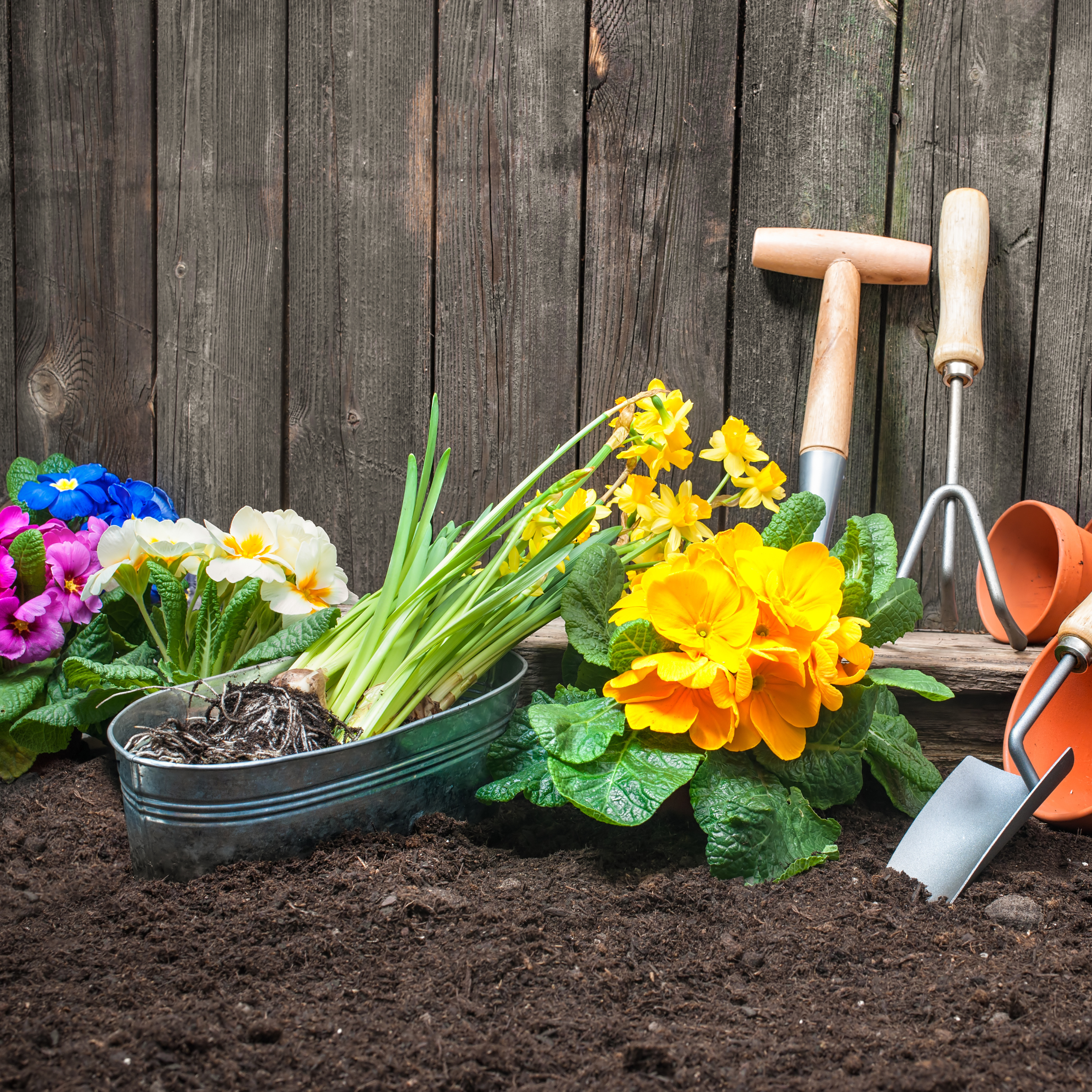 Gardening Default Image: a photograph of gardening tools, soil, flowers, and vegetables